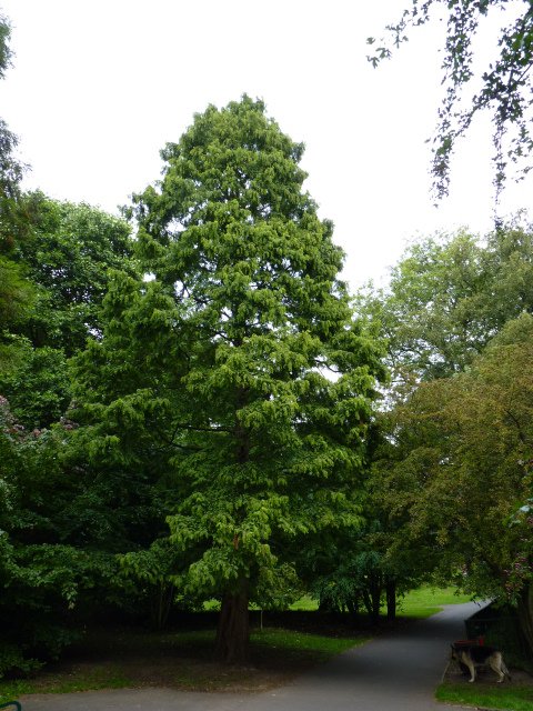 Metasequoia glyptostroboides